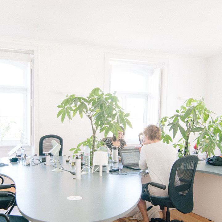 オフィス観葉植物